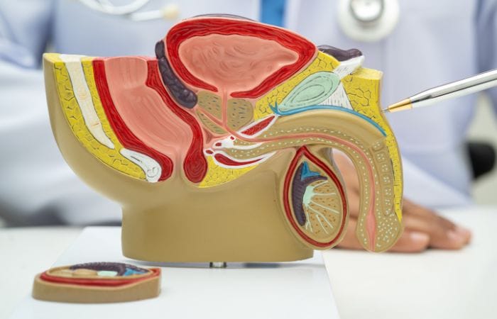 Male Reproductive Health - Vasectomy